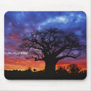 Alfombrilla De Ratón árbol baobab africano, Adansonia digitata, 2