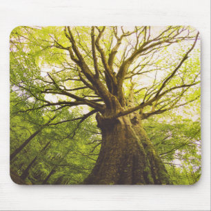 Alfombrilla De Ratón Árbol de haya hermoso