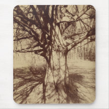 Árbol de haya (por Eugène Atget)