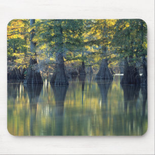 Alfombrilla De Ratón Árboles de ciprés calvos Horseshoe Lake Illinois