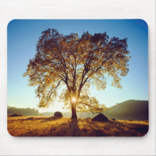 Alfombrilla De Ratón Árboles de roble negro  Bosque Nacional Cleveland,