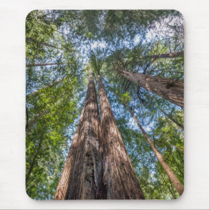 Alfombrilla De Ratón Árboles de secoya   Condado de Marin, California
