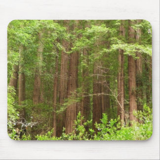 Alfombrilla De Ratón Árboles de secuoya en monumento nacional Muir Wood