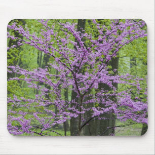 Alfombrilla De Ratón Árboles Redbud en plena floración primaveral cerca