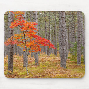 Alfombrilla De Ratón Arce con colores de otoño