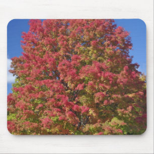 Alfombrilla De Ratón Arce rojo en colores de otoño, cerca de Concord,