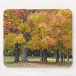 Alfombrilla De Ratón Arces en colores de otoño, cerca de Concord,