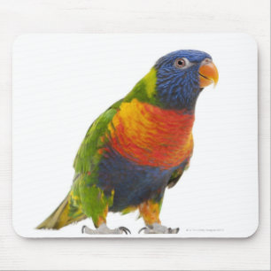 Alfombrilla De Ratón Arco iris femenino Lorikeet - Trichoglossus