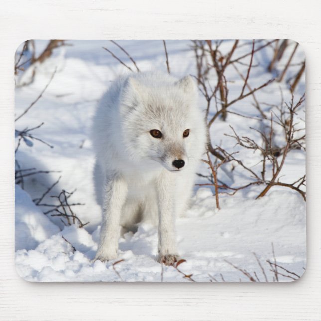 Alfombrilla De Ratón Arctic Fox , Área de Manejo de Vida Silvestre de C (Frente)