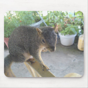 Alfombrilla De Ratón Ardilla Cerrar Mousepad