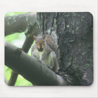 Alfombrilla De Ratón Ardilla En El Arte Animal De Árbol