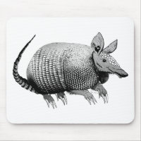Armadillo Cuteness