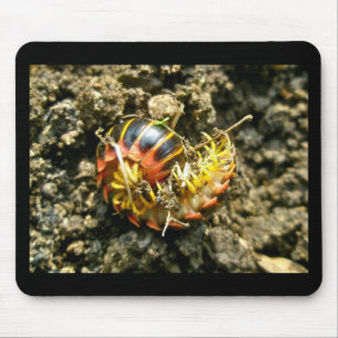 Alfombrilla De Ratón Artículos Millipede Polydesmida (Sigmoria aberrans