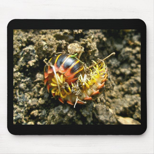 Alfombrilla De Ratón Artículos Millipede Polydesmida (Sigmoria aberrans (Frente)