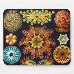 Alfombrilla De Ratón Ascidiae por Ernst Haeckel, Animales Marinos Antig