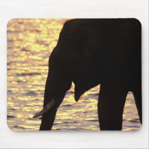 Alfombrilla De Ratón Asia, India, Parque Nacional Nargahole. indio