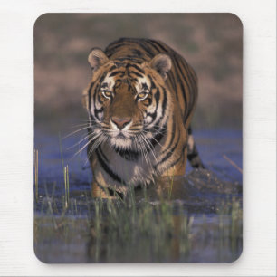 Alfombrilla De Ratón ASIA, India Tigre caminando a través del agua