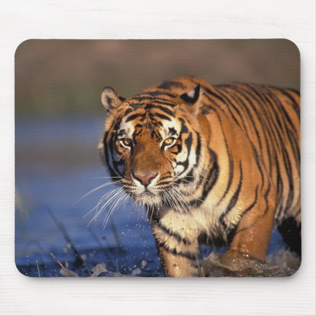Alfombrilla De Ratón ASIA, India, Tigre de Bengala Panthera tigris) (Frente)