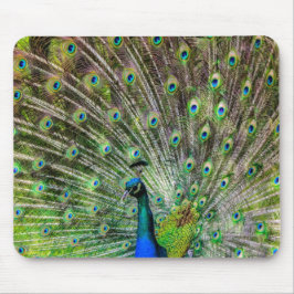 Alfombrilla De Ratón Asombroso Peacock y plumas accesorios de fotografí