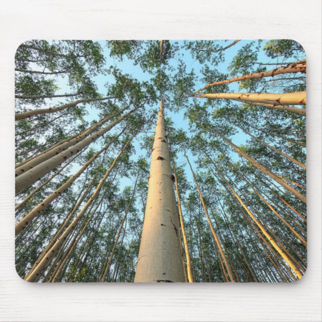 Alfombrilla De Ratón Aspen Trunks And Leaves, Yukón (Frente)