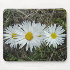 Alfombrilla De Ratón Aster liso de los Wildflowers blancos F42