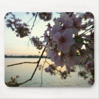 Alfombrilla De Ratón Atardecer en flor de cerezo en Washington DC