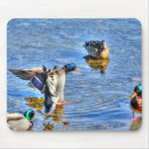 Alfombrilla De Ratón Aterrizaje Mallard Drake Birdlover Wildlife Photo