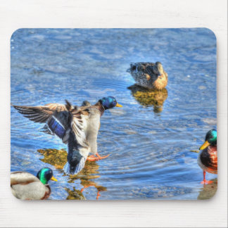 Alfombrilla De Ratón Aterrizaje Mallard Drake Birdlover Wildlife Photo