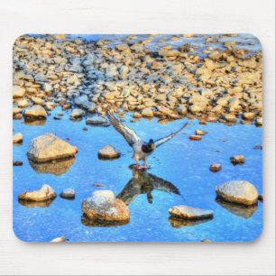 Alfombrilla De Ratón Aterrizaje Mallard Drake Birdlover Wildlife Photo