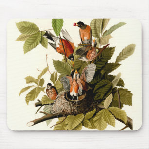 Alfombrilla De Ratón Audubon American Robin Wildlife Bird Ilustracion