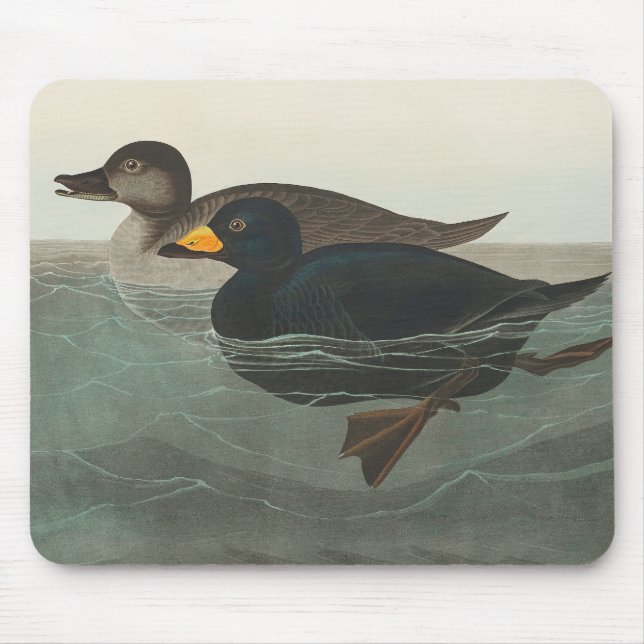 Alfombrilla De Ratón Audubon American Scoter Duck Classic (Frente)
