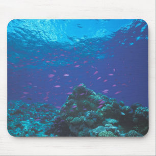 Alfombrilla De Ratón Australia, Gran Barrera de Coral. Enjambre Púrpura