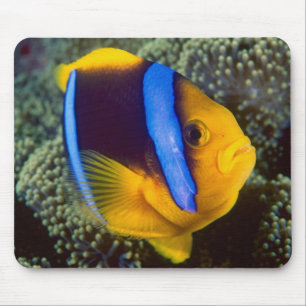 Alfombrilla De Ratón Australia, Gran Barrera de Coral, Pez payaso