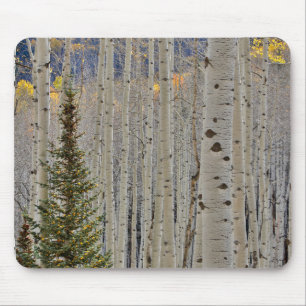 Alfombrilla De Ratón Autumn Aspen Groves Colorado Rocky Mountains