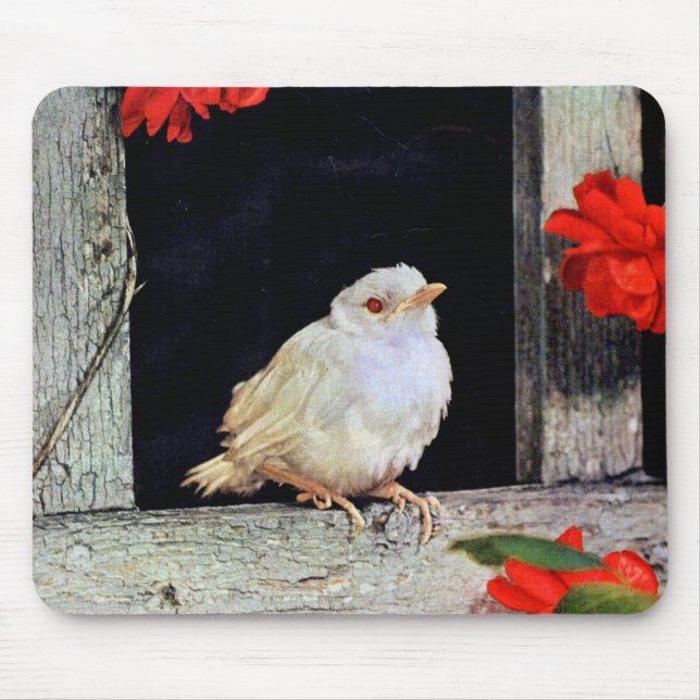Alfombrilla De Ratón Ave albino robin RARE (Frente)