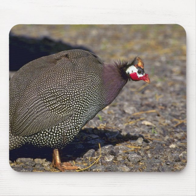 Alfombrilla De Ratón Aves de Guinea (Frente)