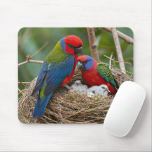 Aves Rosella
