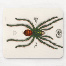 Avicularia avicularia Spider