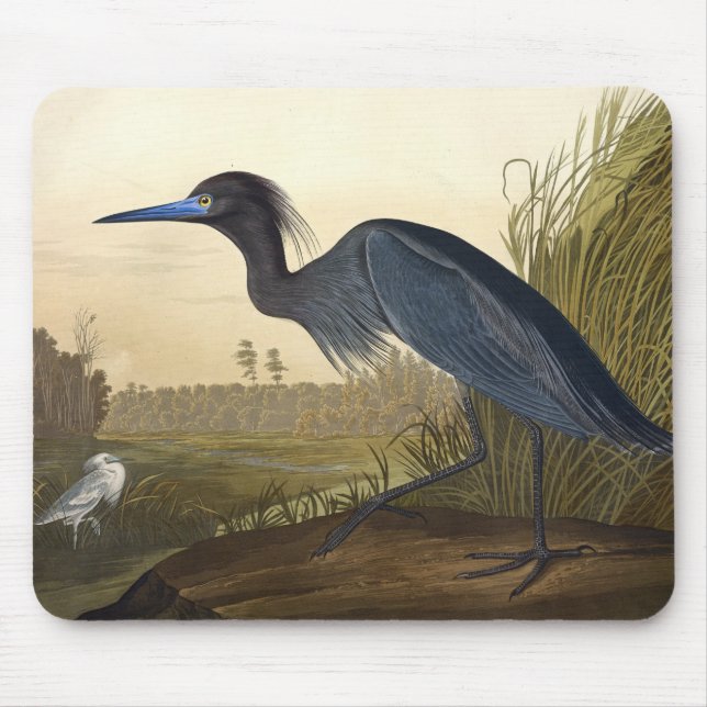 Alfombrilla De Ratón Azules De Garra O Perón Aves De Estados Unidos Joh (Frente)