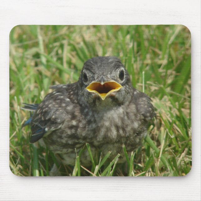 Alfombrilla De Ratón Baby Bluebird (Frente)