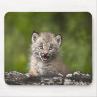Baby Lynx (Lynx Canadensis) Mirando sobre A
