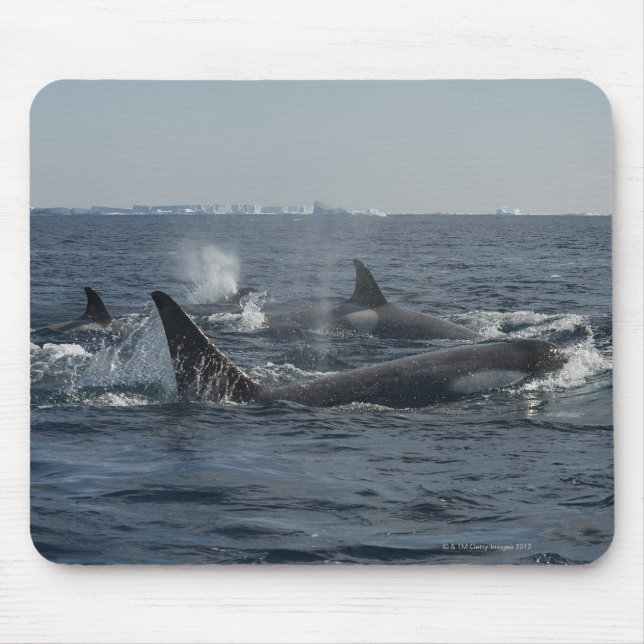 Alfombrilla De Ratón ballena asesina (Frente)