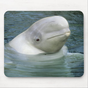 Alfombrilla De Ratón Ballena Beluga, Delphinapterus leucas)