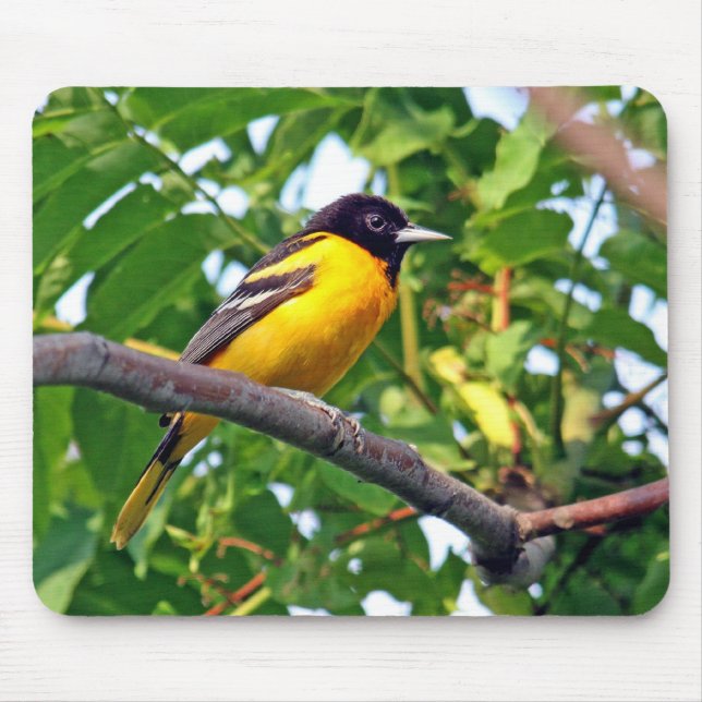 Alfombrilla De Ratón Baltimore Oriole Mousepad (Frente)