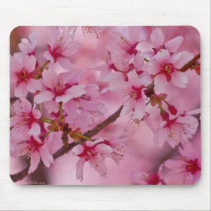 Alfombrilla De Ratón Bañado en flores de cerezo japonesas rosadas