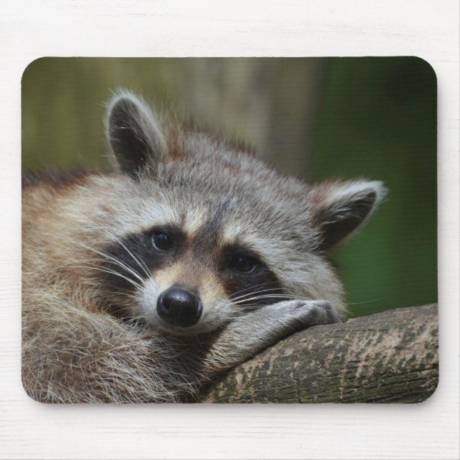 Alfombrilla De Ratón Bandido en Rest Cute Raccoon (Frente)