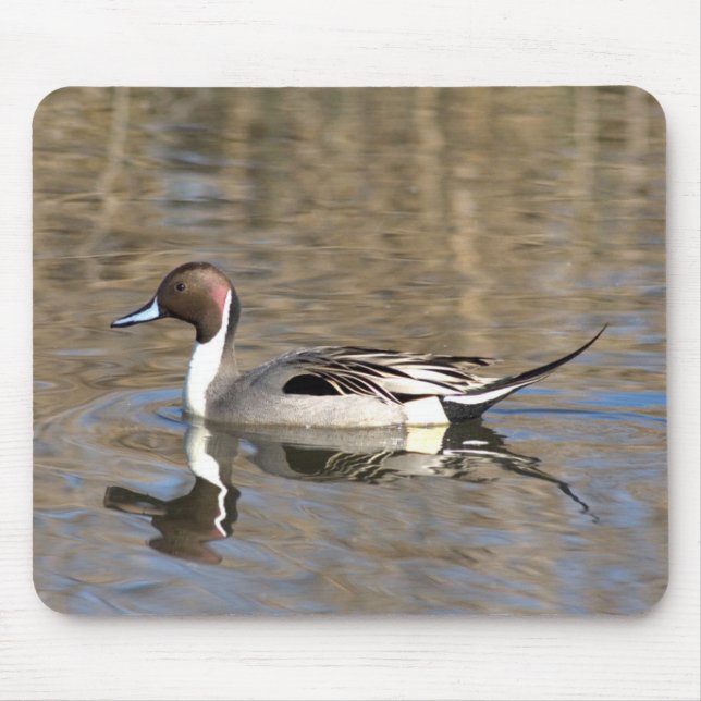 Alfombrilla De Ratón Baños De Pato Pintail En Un Estanque (Frente)