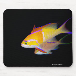 Alfombrilla De Ratón Barra blanca Anthias