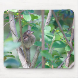 Alfombrilla De Ratón Bebé Cardinal Sleeping