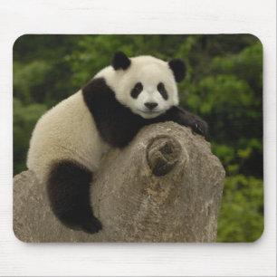 Alfombrilla De Ratón bebé de panda gigante
